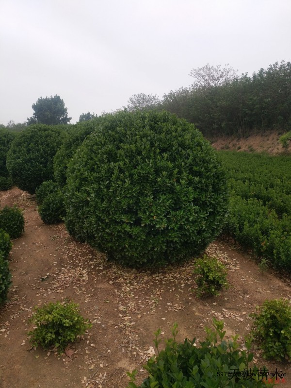 北京冬青球基地2