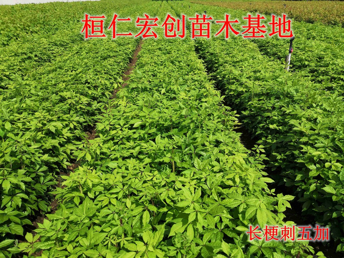 长梗刺五加苗一亩地多少棵