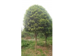 桂花树工程绿化苗木基地出售-八月桂基地出售|乔灌木|绿化苗木