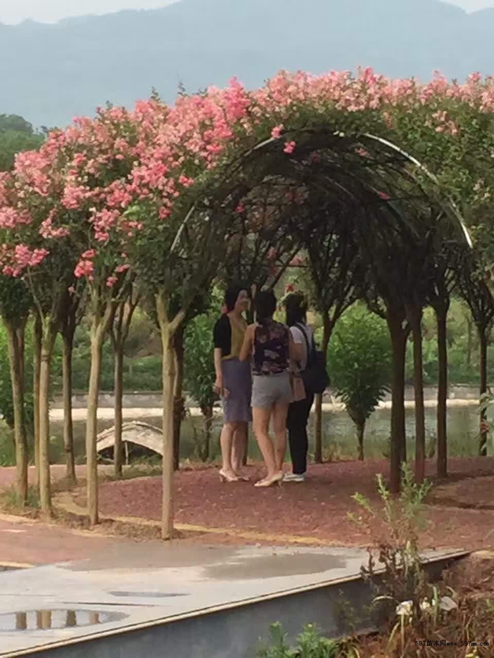 紫薇造型