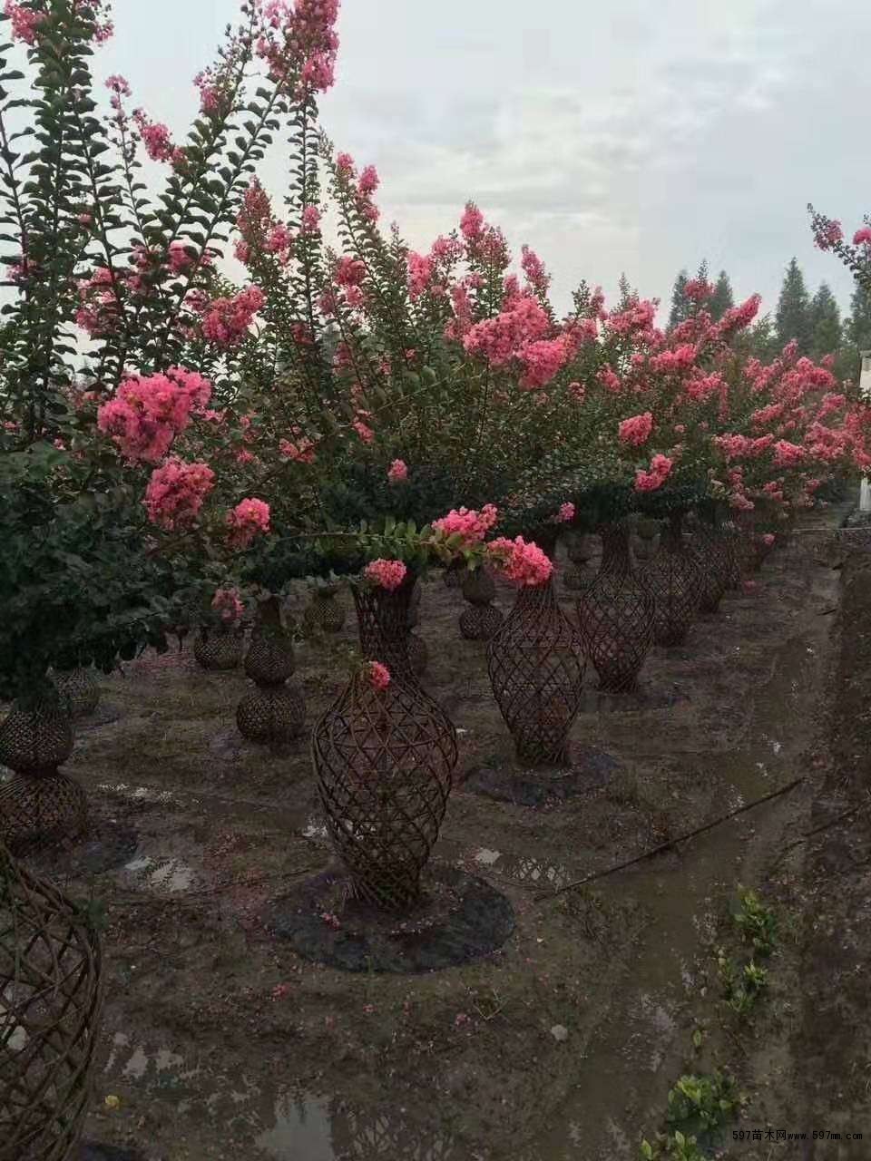 2米紫薇花瓶 2米紫薇花瓶