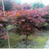 日本红枫·日本红枫图片·日本红枫种植基地