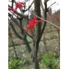 红枫种植基地现货批发价出售，日本红枫有售