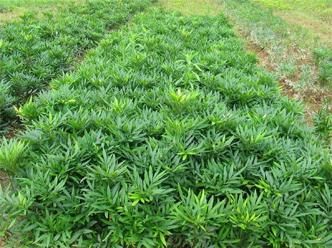 十大功劳,为小檗科十大功劳属植物,别名:狭叶十大功劳,细叶十大功功劳