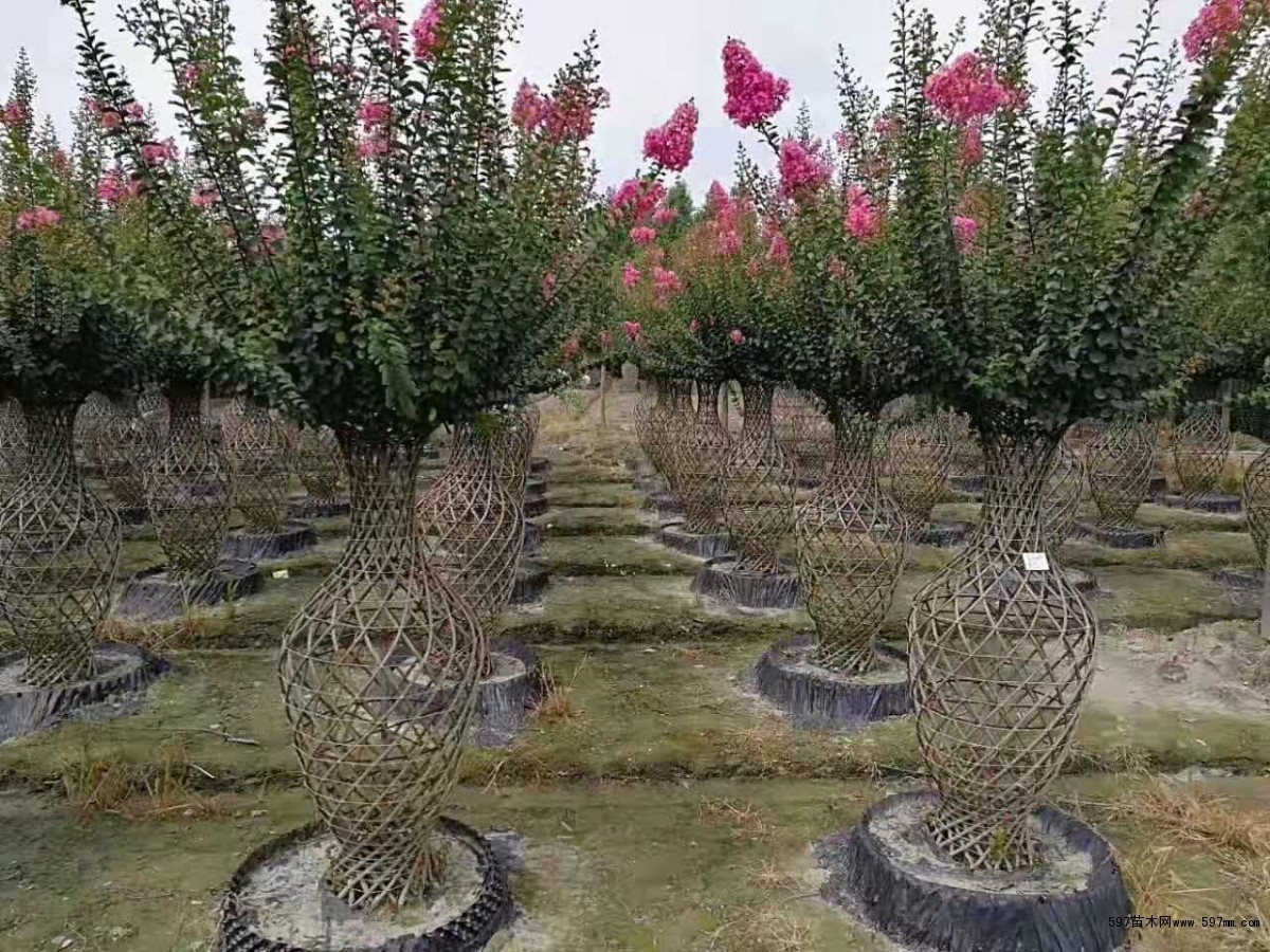 紫薇花瓶 紫薇花瓶