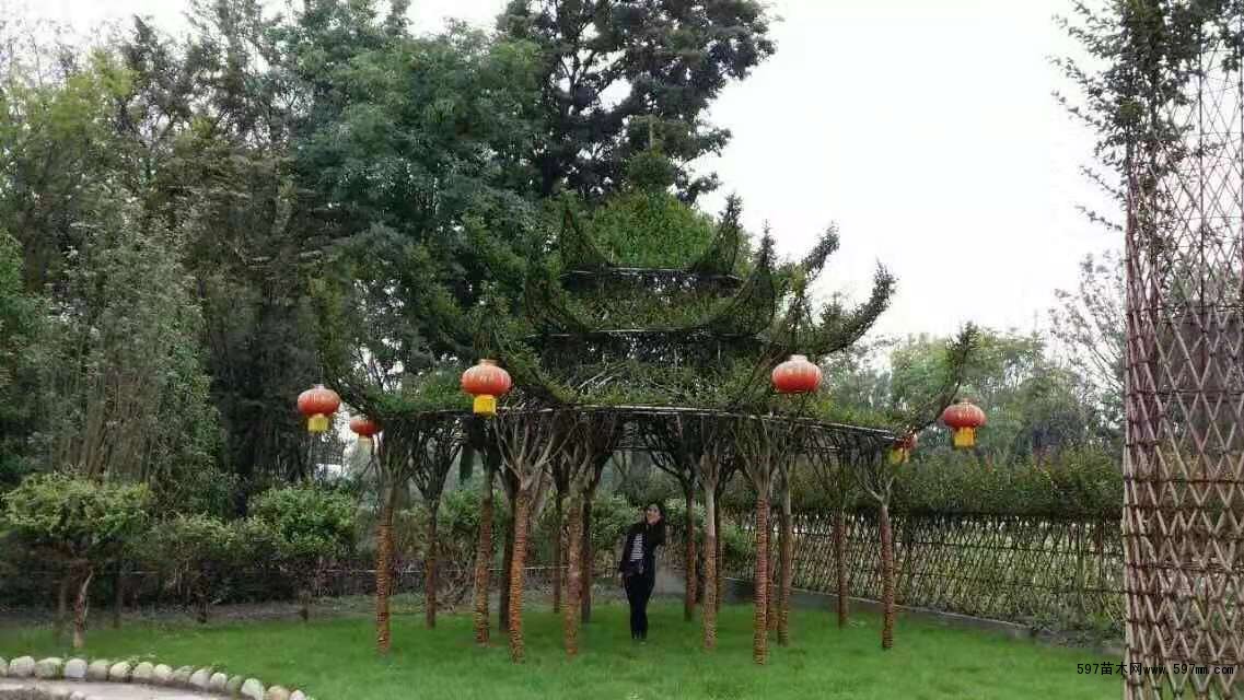 紫薇塔楼 紫薇塔楼