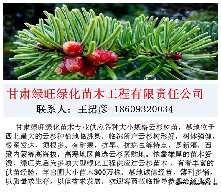 甘肃云杉 甘肃云杉