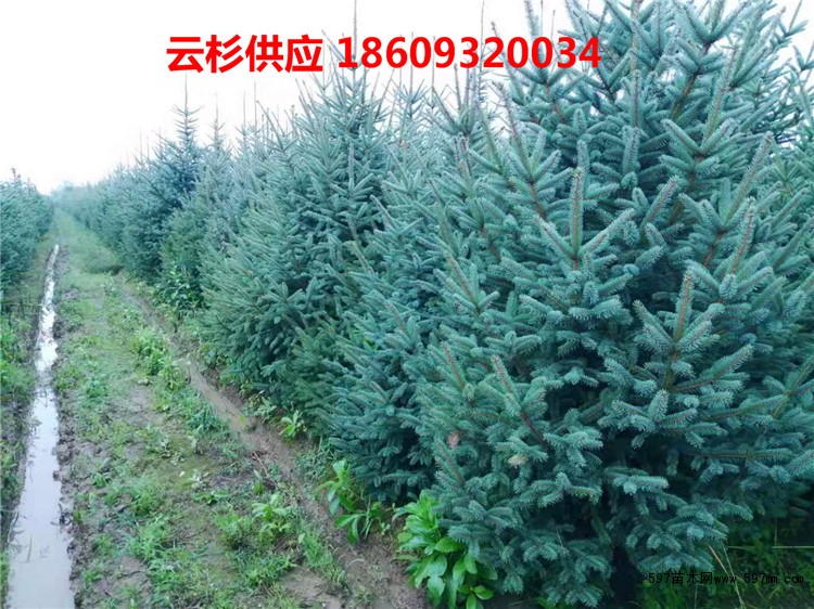 甘肃云杉 甘肃云杉