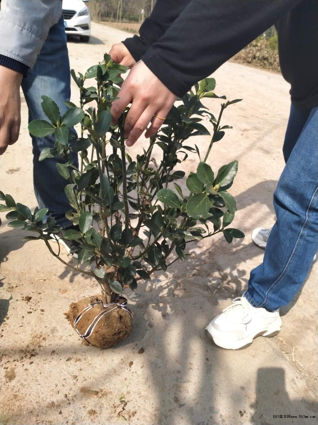 大叶黄杨小毛球 大叶黄杨小毛球