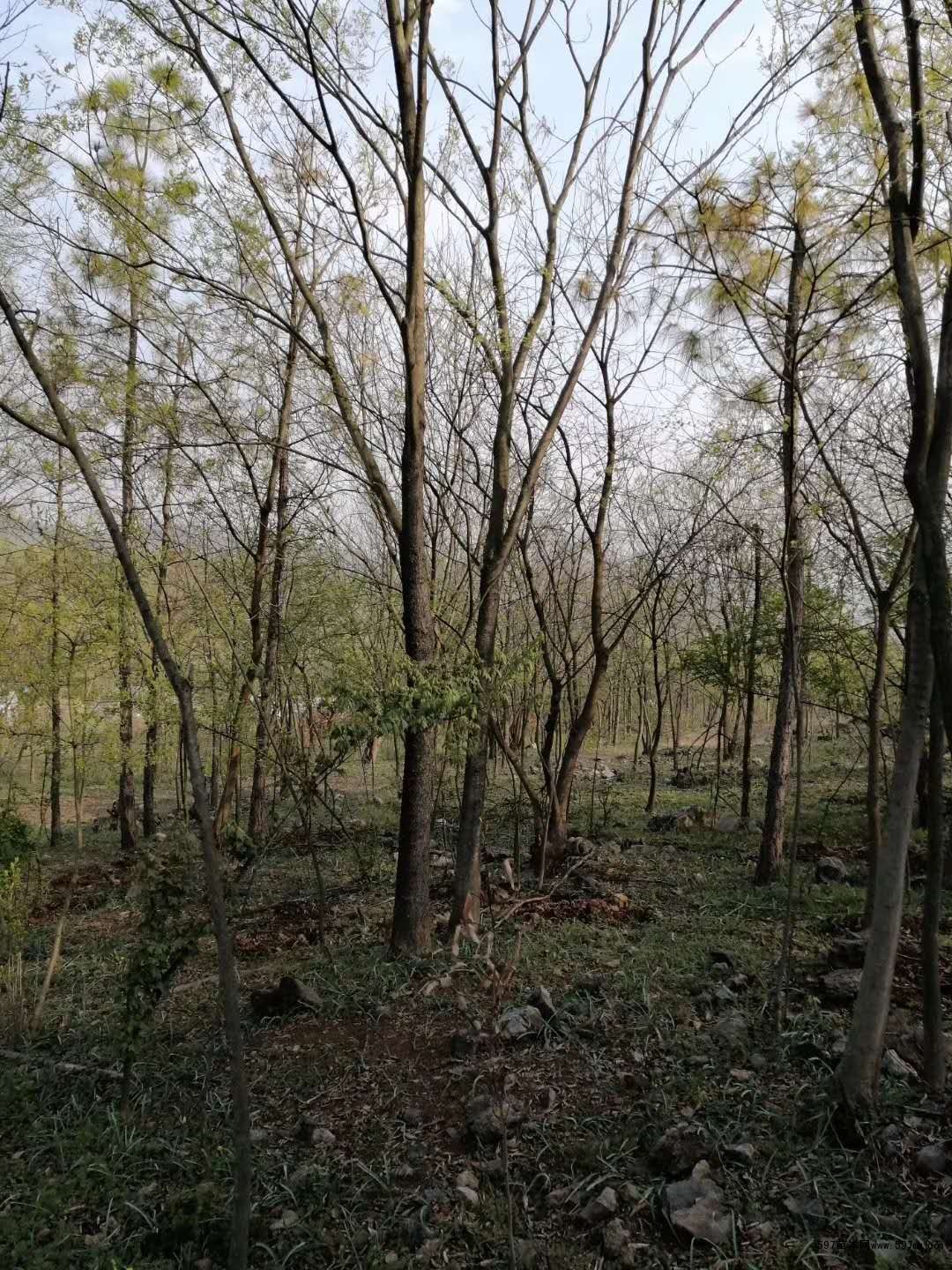 朴树 朴树