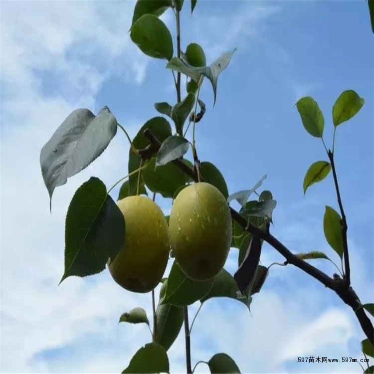 翠冠梨梨苗 翠冠梨梨苗