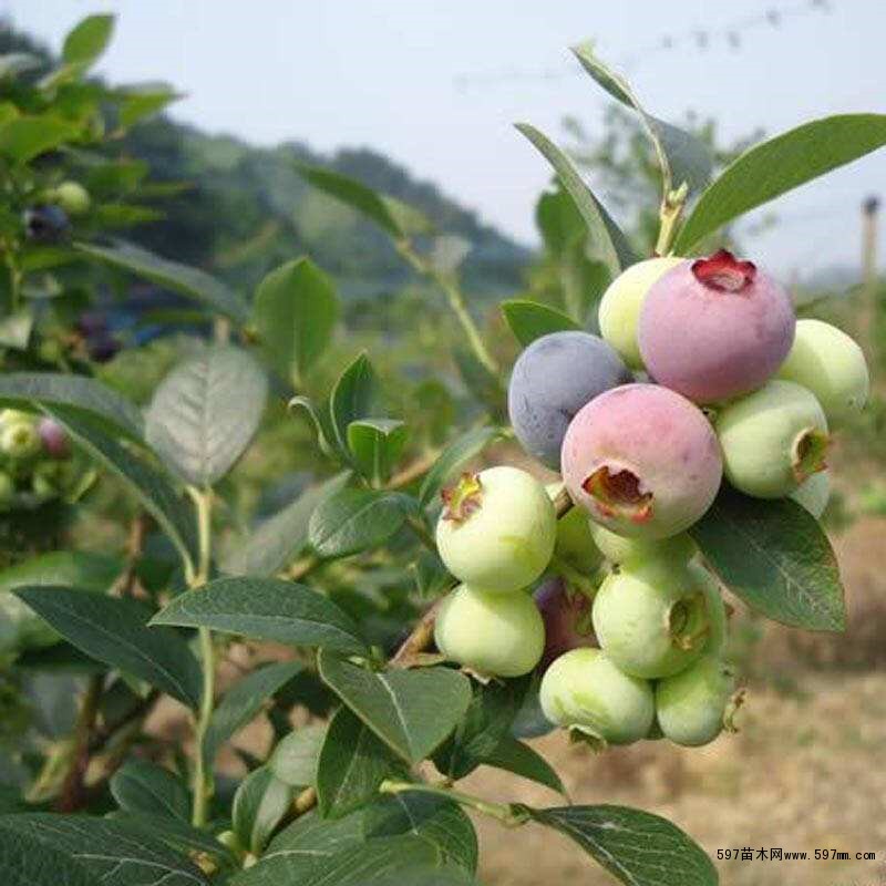 5年蓝莓苗
生产商家 南高丛蓝莓苗 基地批发
5年蓝莓苗
生产商家 南高丛蓝莓苗 基地批发