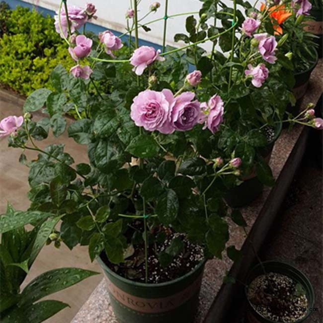 薰衣草花环 薰衣草花环