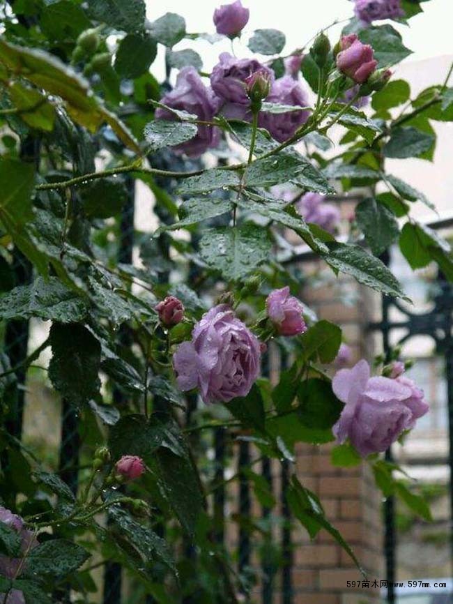 薰衣草花环 薰衣草花环