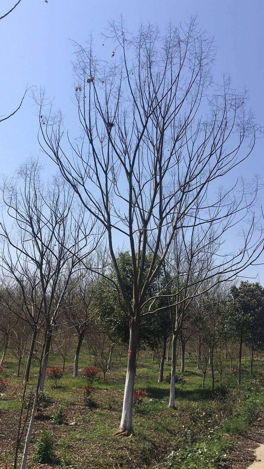黄山栾树2-25 黄山栾树2-25