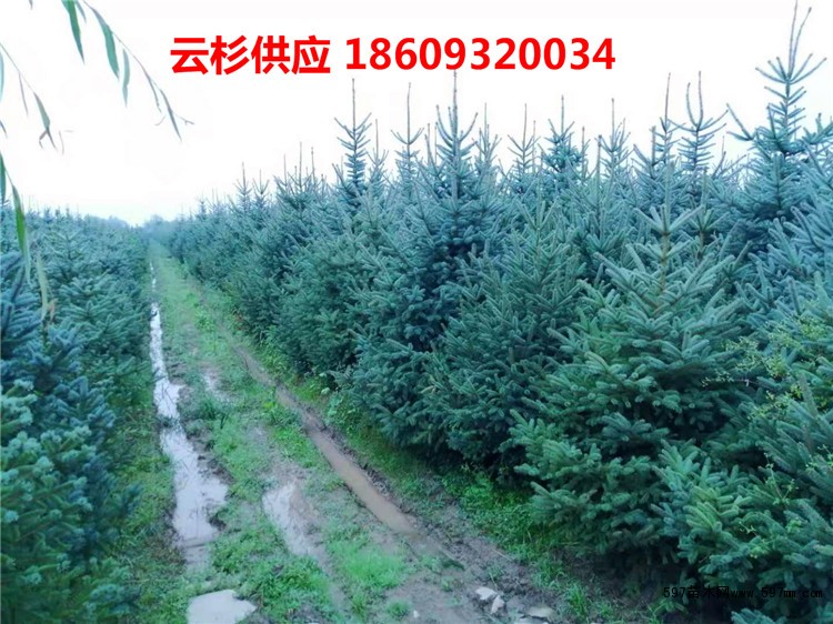 甘肃云杉 甘肃云杉