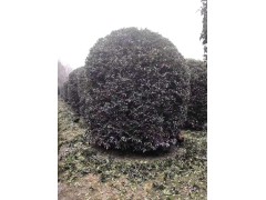 桂花地笼子，2-3米高冠的桂花地笼子桂花|乔灌木|绿化苗木