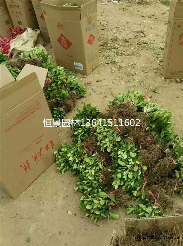 大叶黄杨苗 大叶黄杨苗