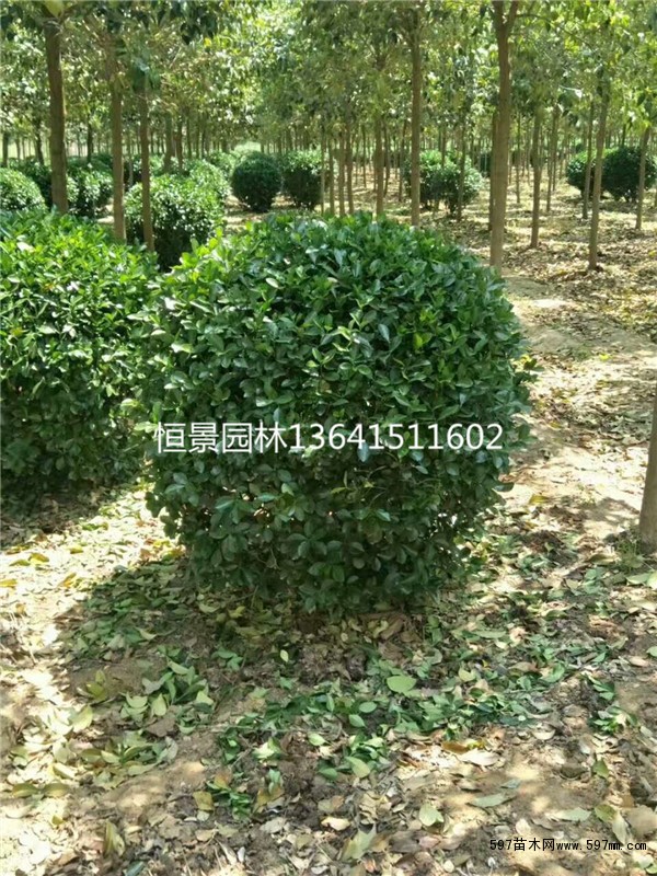 大叶黄杨球 大叶黄杨球