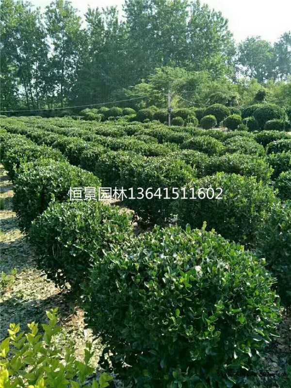 大叶黄杨球 大叶黄杨球