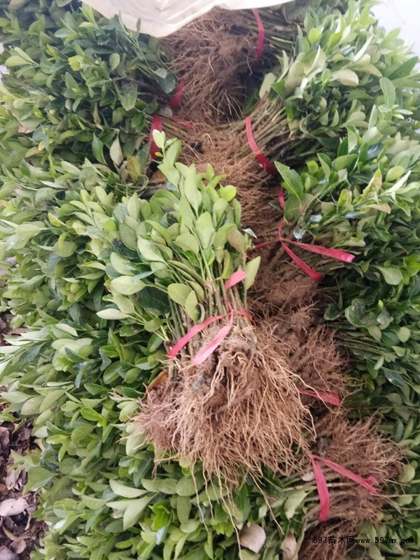 大叶黄杨床苗 大叶黄杨床苗