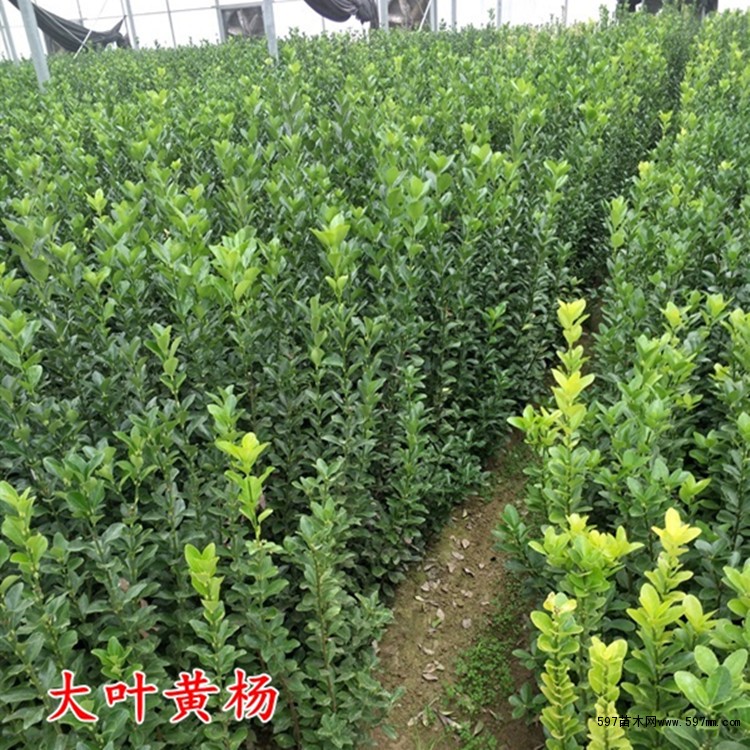 大叶黄杨 大叶黄杨