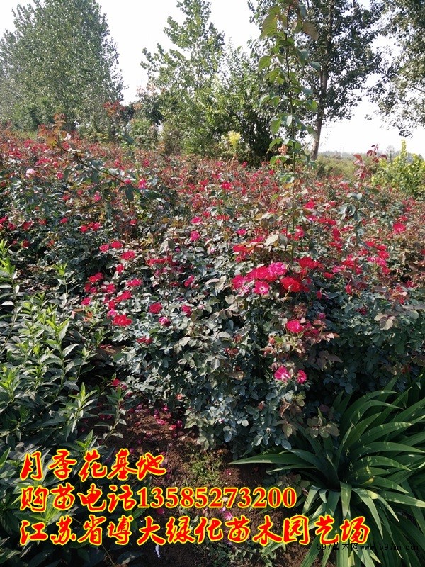红帽月季基地 红帽月季基地