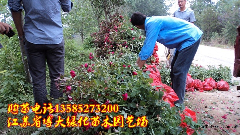 红帽月季基地 红帽月季基地