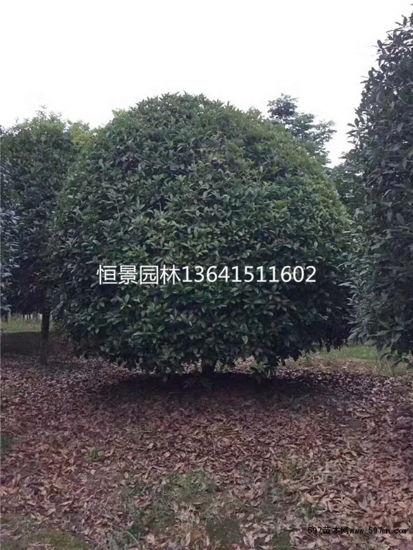 桂花 桂花