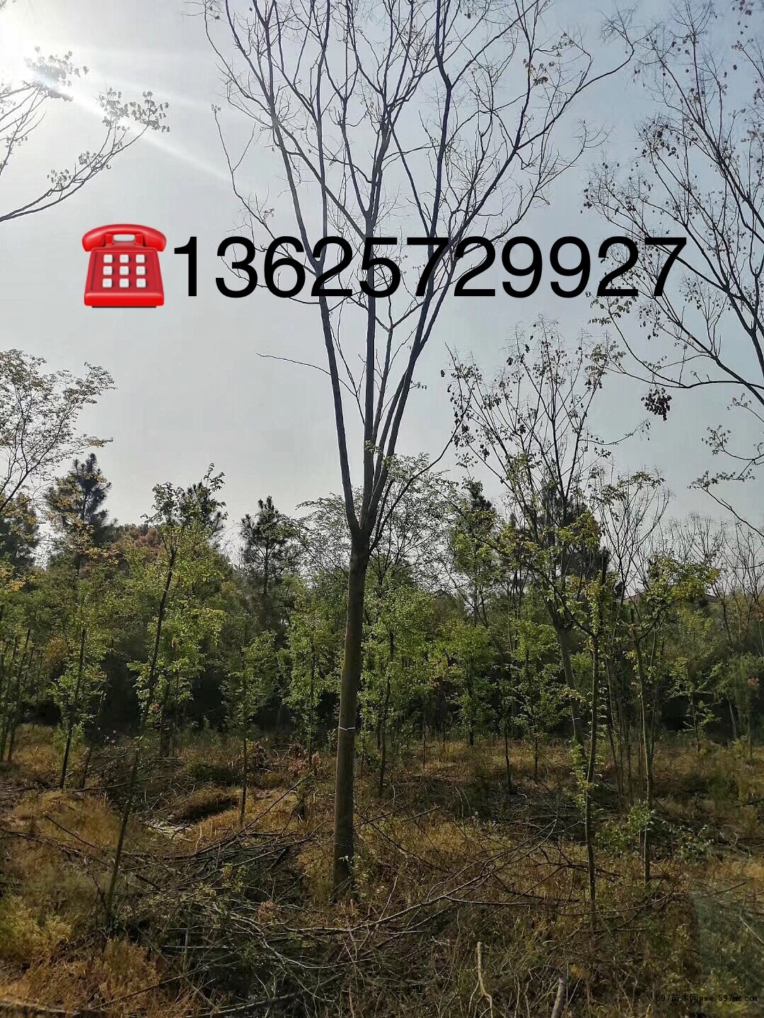 黄山栾树 黄山栾树
