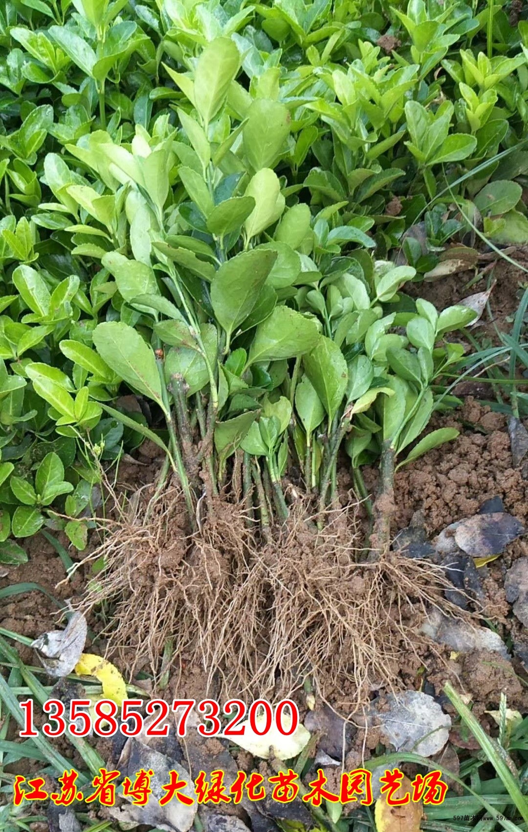 卫矛小苗 卫矛小苗
