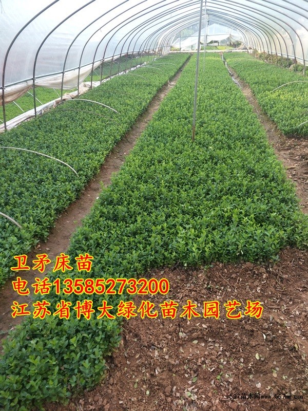 卫矛小苗 卫矛小苗
