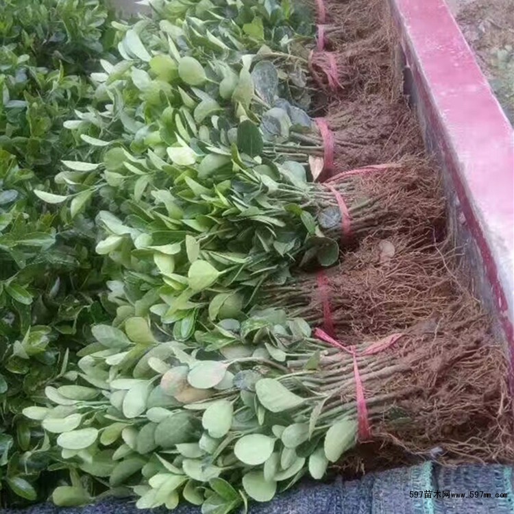 卫矛小苗 卫矛小苗