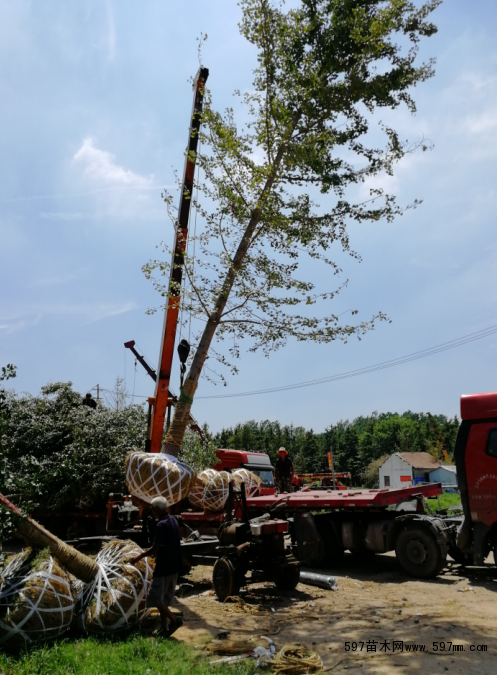 银杏树装车 银杏树装车