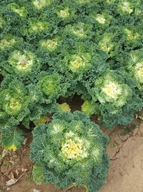 供应 羽衣甘蓝 优质地被植物 羽衣甘蓝价格