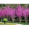 丛生紫荆5-8条北京大苗圃基地购树木市排价
