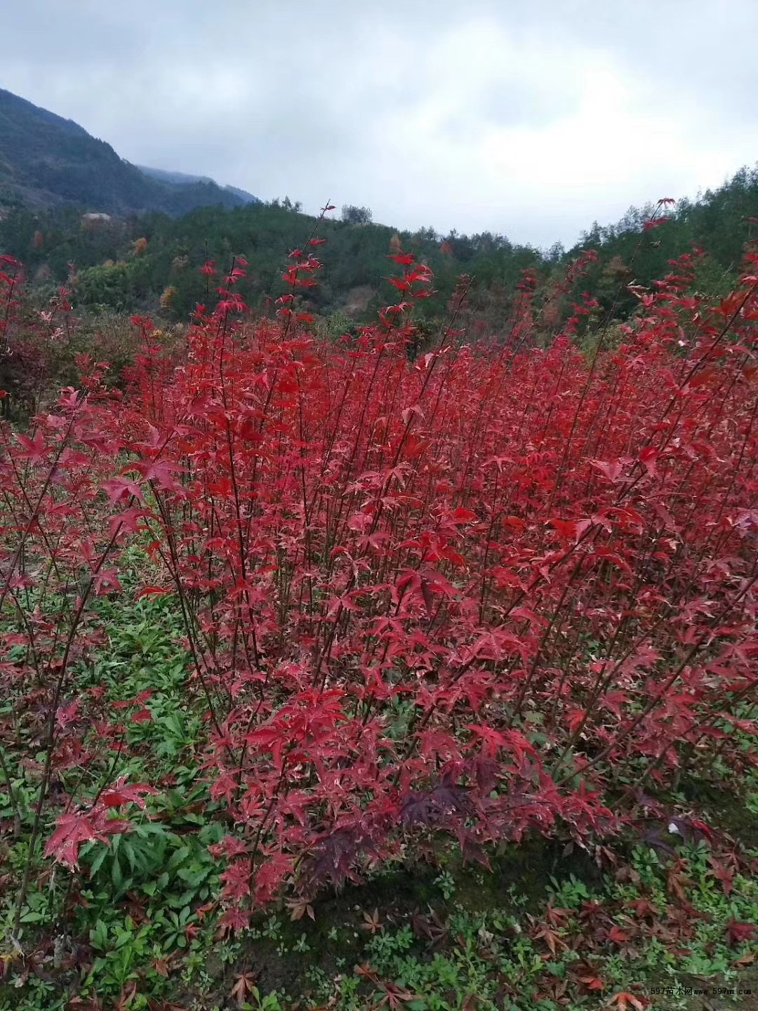 三季红红枫 三季红红枫