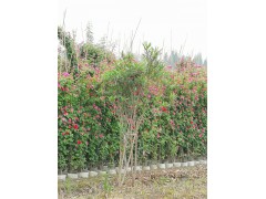 供应夹竹桃基地直销，高120厘米-200厘米夹竹桃|乔灌木|绿化苗木