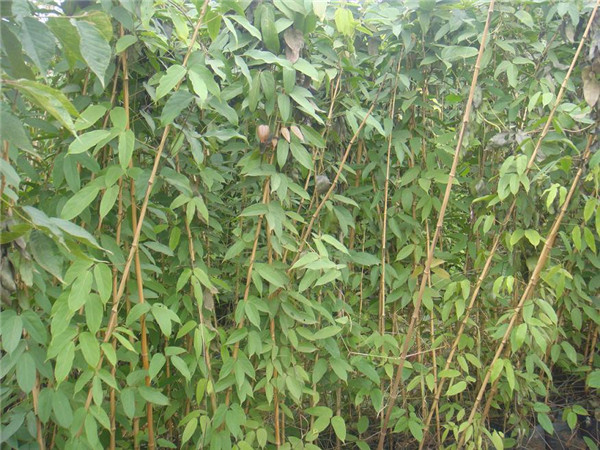 永兴县油麻镇：“上门认证+安全宣传”双服务 推动民生保障走深