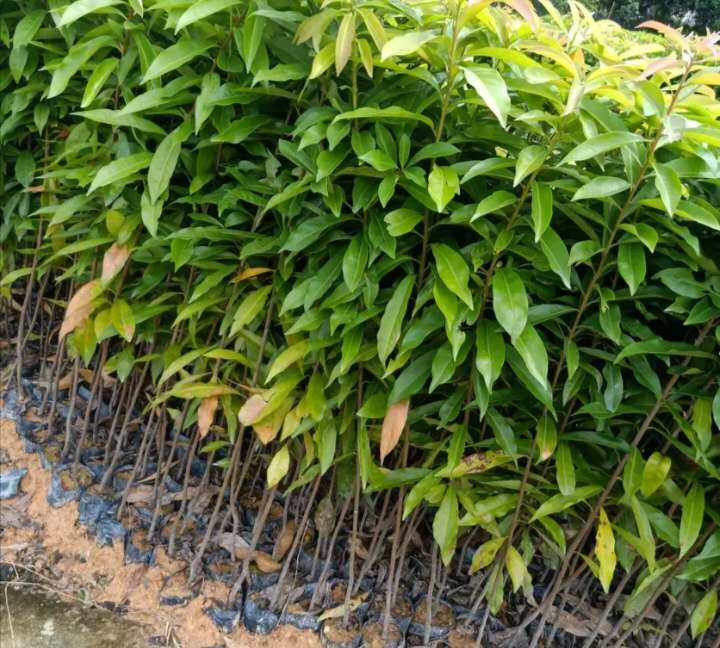 所属科:theaceae 中文名:南洋木荷其它中文名:云南木荷