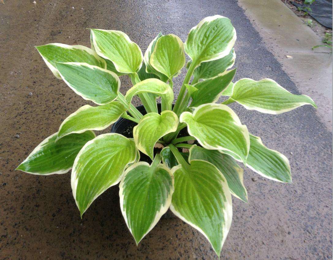 花叶玉簪价格 江苏花叶玉簪基地