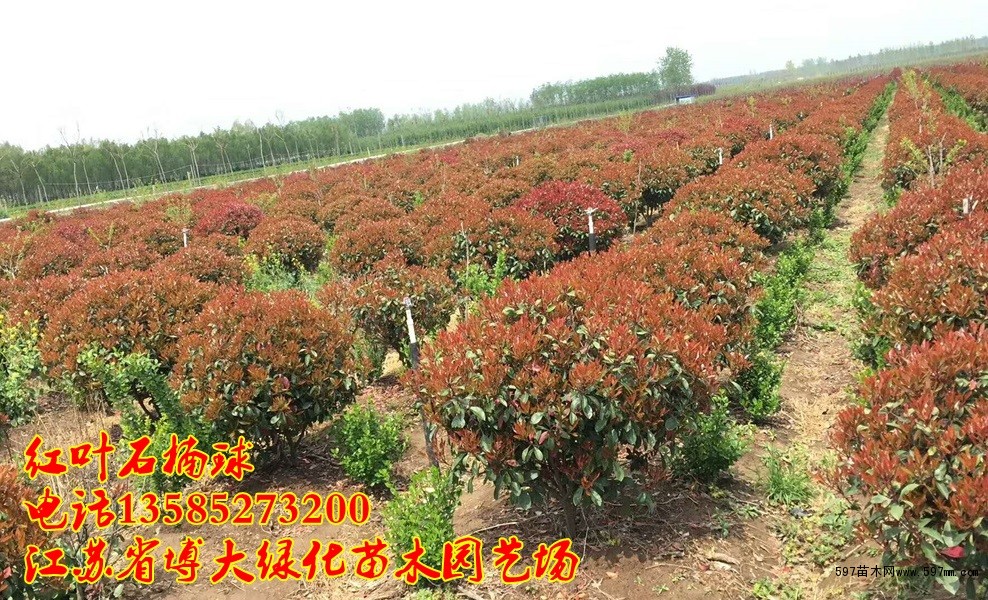 红叶石楠球 红叶石楠球