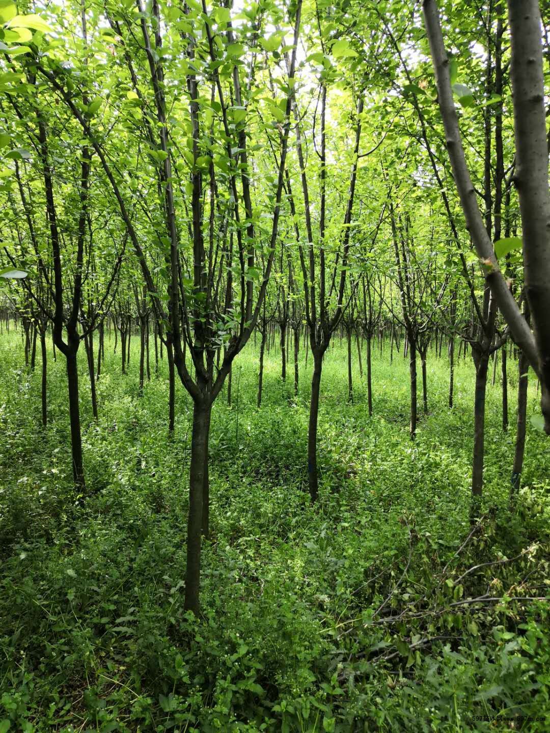 西府海棠 西府海棠