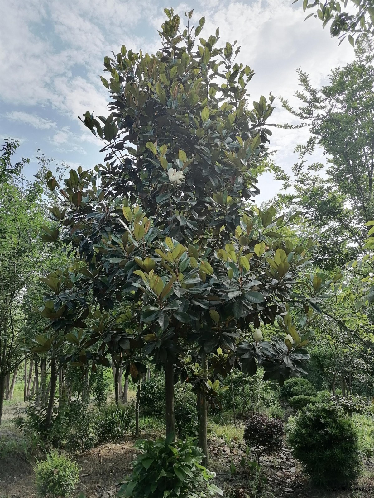 小广玉兰 小广玉兰