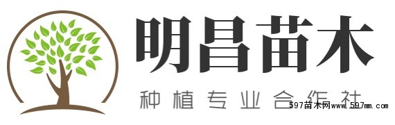 自家苗圃,非中介,可开票 自家苗圃,非中介,可开票