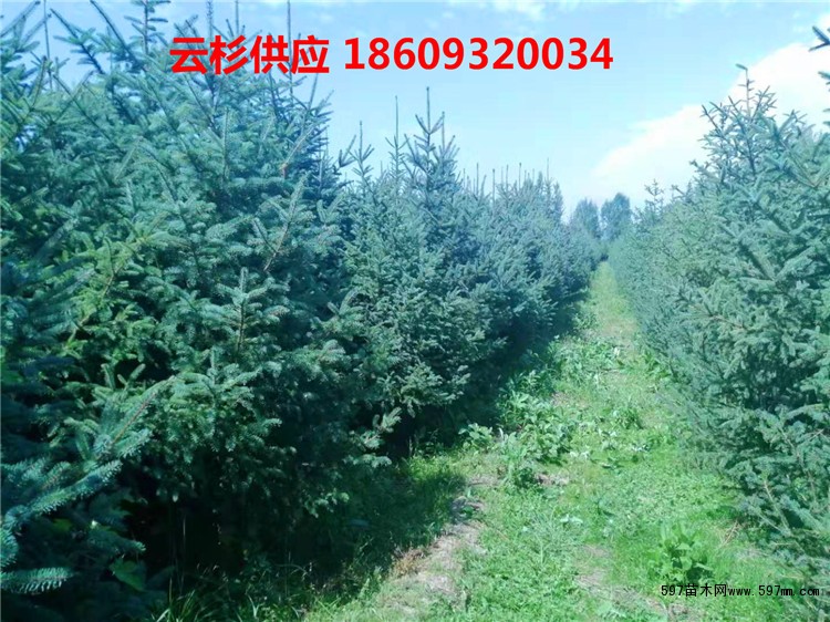 甘肃云杉 甘肃云杉
