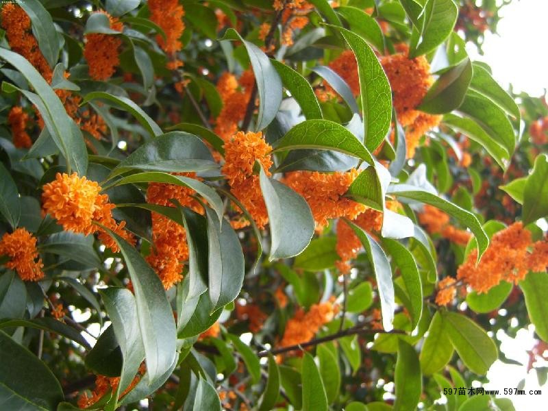 桂花 桂花