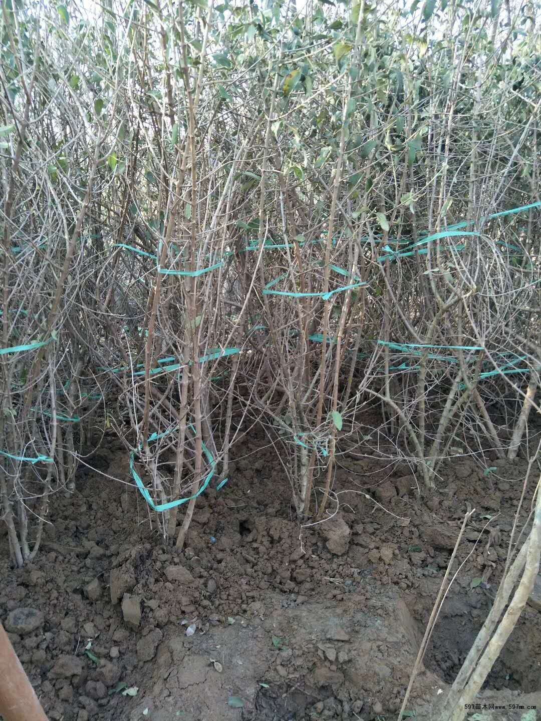丛生木绣球 丛生木绣球