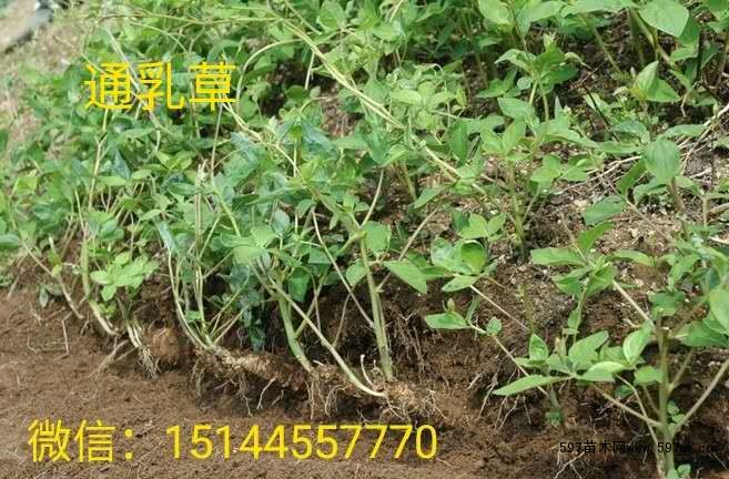 山海螺 山胡萝卜 北沙参 四叶参 羊乳参 通乳草 乳夫人 山海螺 山胡萝卜 北沙参 四叶参 羊乳参 通乳草 乳夫人