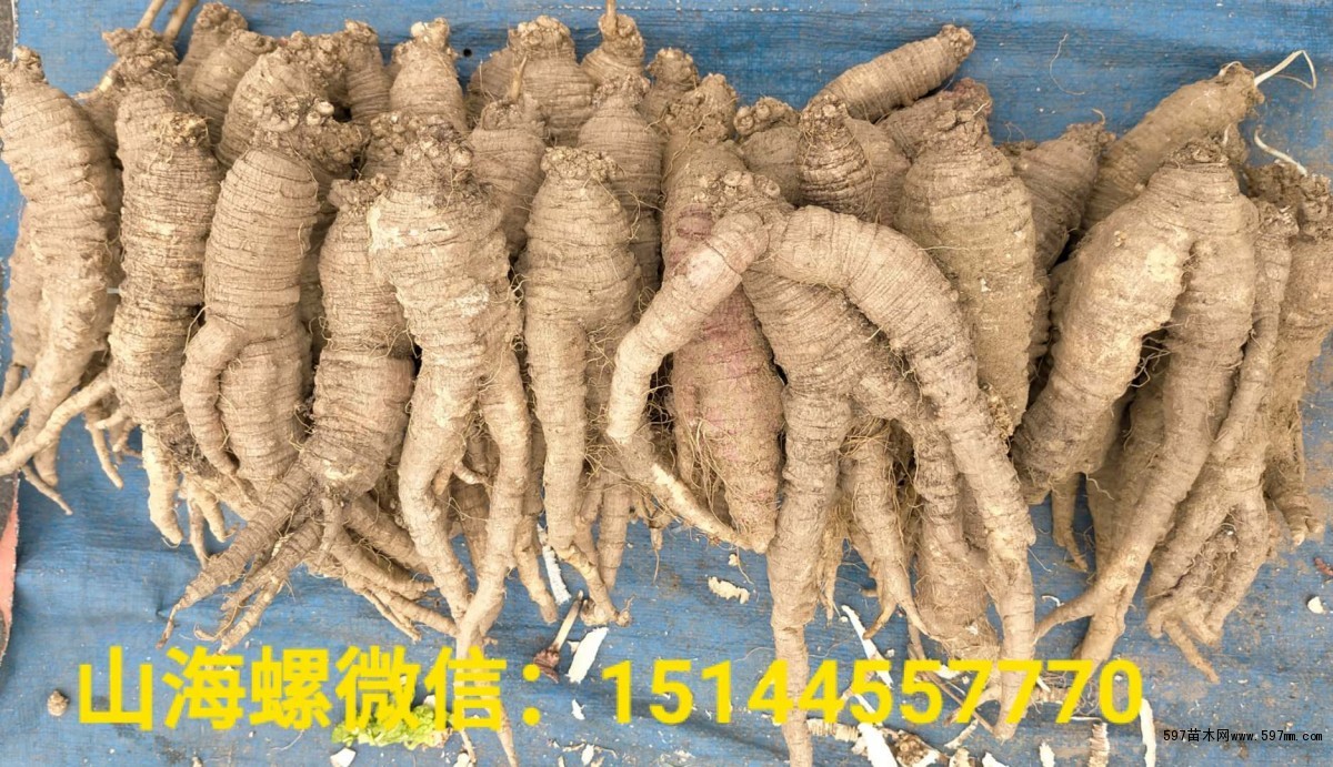山海螺 山胡萝卜 北沙参 四叶参 羊乳参 通乳草 乳夫人 山海螺 山胡萝卜 北沙参 四叶参 羊乳参 通乳草 乳夫人